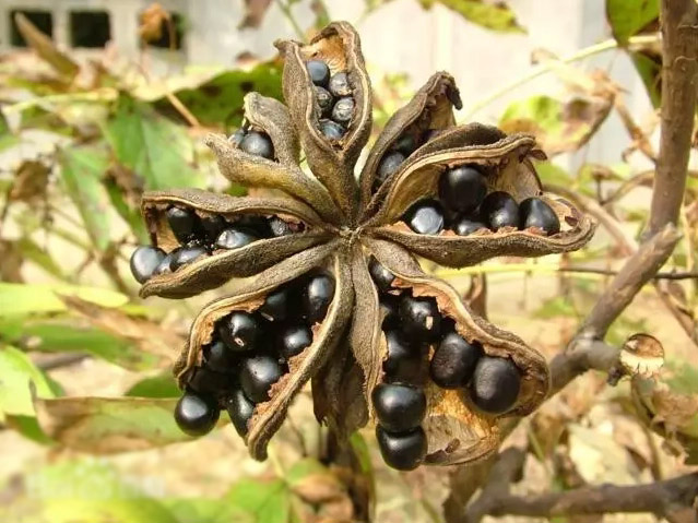 菏泽牡丹籽油介绍